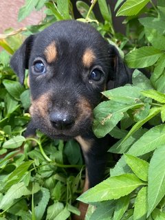 6 Week Old Puppies  - Mixed Breed Dog