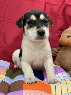 6 Week Old Puppies  - Mixed Breed Dog