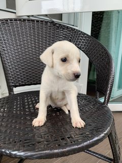 6 Week Old Puppies  - Mixed Breed Dog