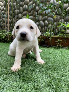 6 Week Old Puppies  - Mixed Breed Dog