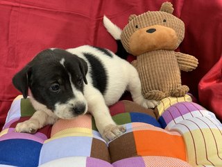 6 Week Old Puppies  - Mixed Breed Dog