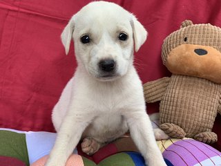 6 Week Old Puppies  - Mixed Breed Dog