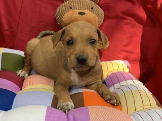 6 Week Old Puppies  - Mixed Breed Dog