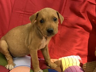 6 Week Old Puppies  - Mixed Breed Dog