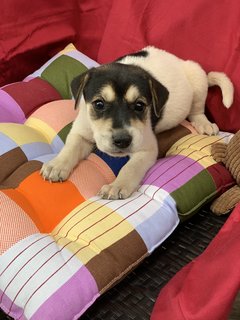 6 Week Old Puppies  - Mixed Breed Dog