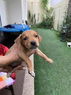 6 Week Old Puppies  - Mixed Breed Dog