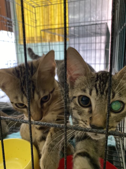 Meow - Domestic Short Hair + Bengal Cat