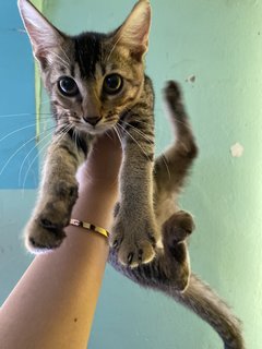 Meow - Domestic Short Hair + Bengal Cat