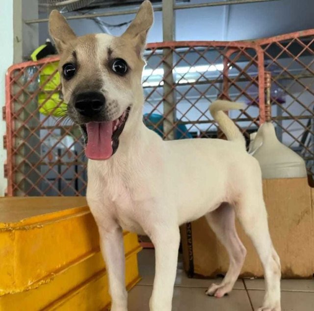 Zara - Rat Terrier Mix Dog