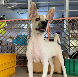 Zara - Rat Terrier Mix Dog