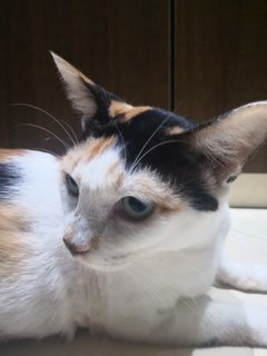 Mami Callie (Please Adopt!! )  - Domestic Short Hair Cat