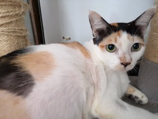 Mami Callie (Please Adopt!! )  - Domestic Short Hair Cat