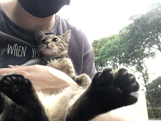 Polydactyl Kitten - Domestic Short Hair Cat