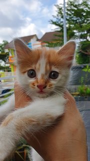 Caramel - Domestic Long Hair + Domestic Medium Hair Cat