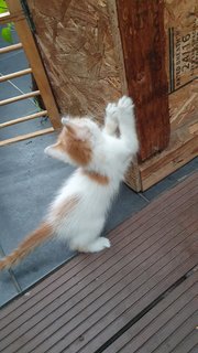 Caramel - Domestic Long Hair + Domestic Medium Hair Cat