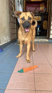 Young Male - Naajy - Mixed Breed Dog