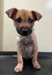 Ollie - Mixed Breed Dog