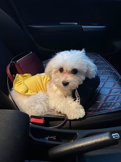 Luna - Maltese Dog