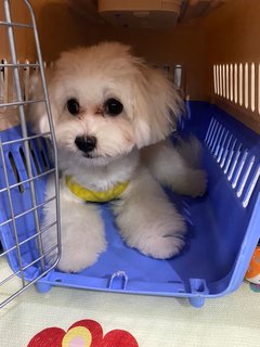 Luna - Maltese Dog