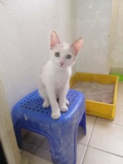 Snowy - Domestic Short Hair Cat