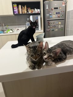 The 3 Amigos (Socks, Pepper &amp; Willow) - Domestic Short Hair Cat