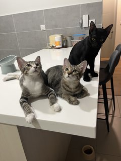 The 3 Amigos (Socks, Pepper &amp; Willow) - Domestic Short Hair Cat