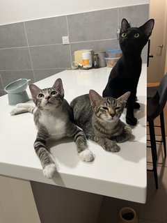 The 3 Amigos (Socks, Pepper &amp; Willow) - Domestic Short Hair Cat