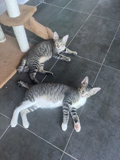 The 3 Amigos (Socks, Pepper &amp; Willow) - Domestic Short Hair Cat