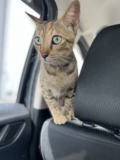 Fuji - Domestic Short Hair + Tabby Cat