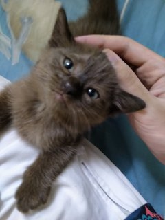 Kenit - Burmese Cat