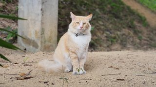 Mr Punai - Domestic Medium Hair Cat