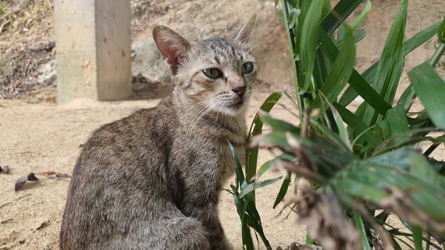 Mrs Mama - Domestic Short Hair Cat