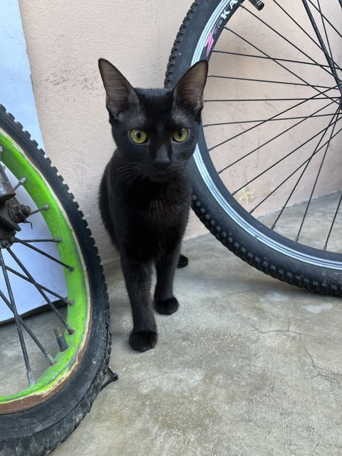 Dayang - Domestic Short Hair Cat