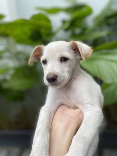 Mochi - Mixed Breed Dog