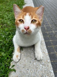 Manu 🐈 - Domestic Short Hair Cat