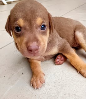 Maple  - Mixed Breed Dog