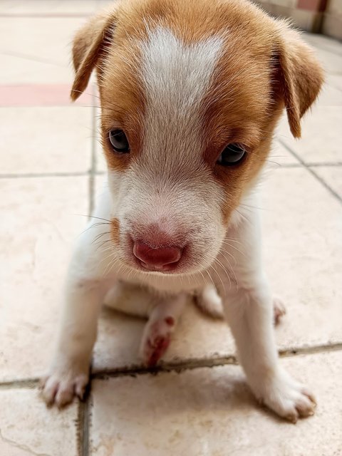 Oliver  - Mixed Breed Dog