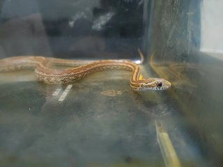 Noodle - Snake Reptile