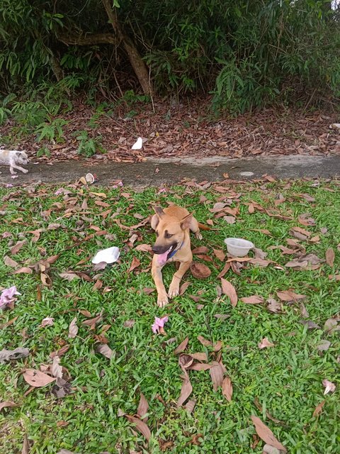 Xiao Coco - Mixed Breed Dog