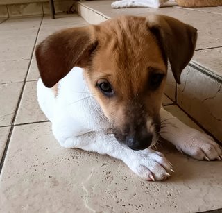 Ruby - Mixed Breed Dog