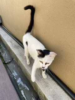 Mama Cat (Everything Provided) - Domestic Short Hair Cat