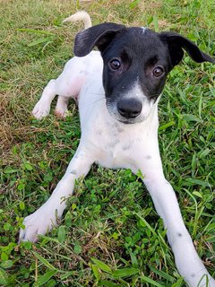 Snoopy  - Mixed Breed Dog