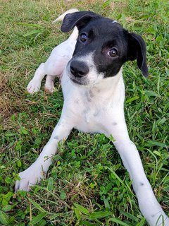 Snoopy  - Mixed Breed Dog