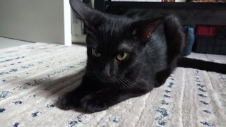 Max - Domestic Short Hair + Bombay Cat