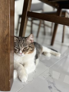 Leo - British Shorthair + Domestic Short Hair Cat