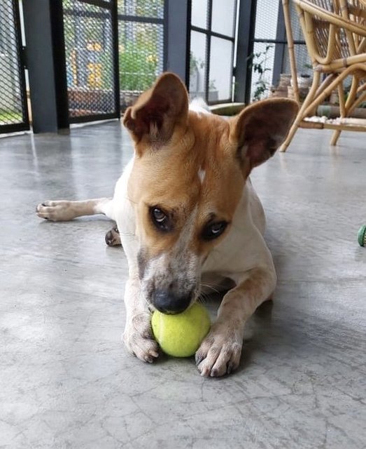 Maximus - Jack Russell Terrier Mix Dog