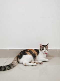 Kimi - Domestic Short Hair Cat