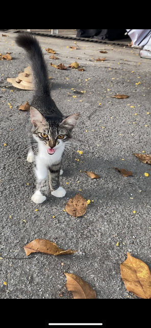 No Name - Domestic Medium Hair Cat