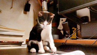 Buddy - Domestic Short Hair Cat