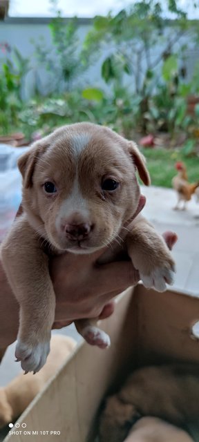 Pretty - Mixed Breed Dog